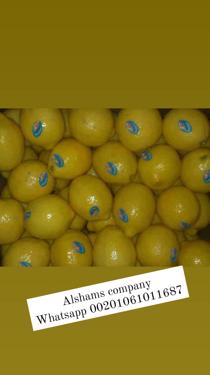 Public product photo - Fresh lemons from Egypt ready to be exported to your destination with high quality.
Verities : Adalia and Verna
Sizes:80/88/100/105/113/125/138/165
Packing: 8 , 10 kg cartons
For more information contact me
Mrs.Shimaa Mady
Salesdep              Tel&Whatsapp:00201061011687
